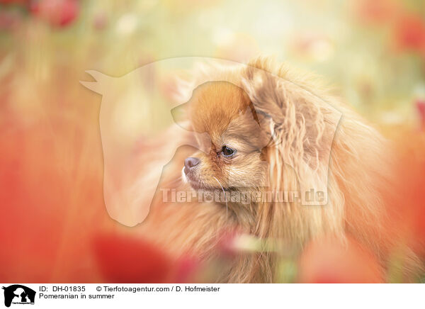 Zwergspitz im Sommer / Pomeranian in summer / DH-01835