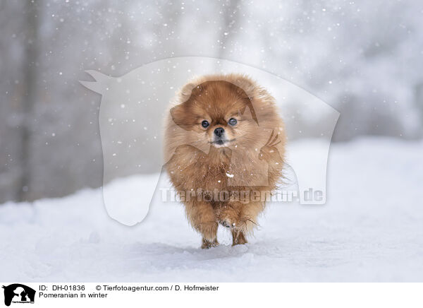 Zwergspitz im Winter / Pomeranian in winter / DH-01836