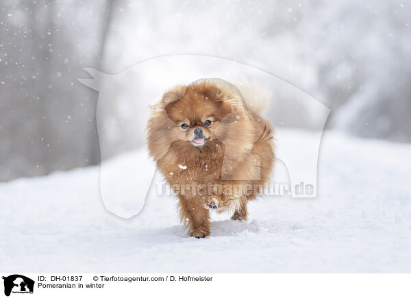 Zwergspitz im Winter / Pomeranian in winter / DH-01837