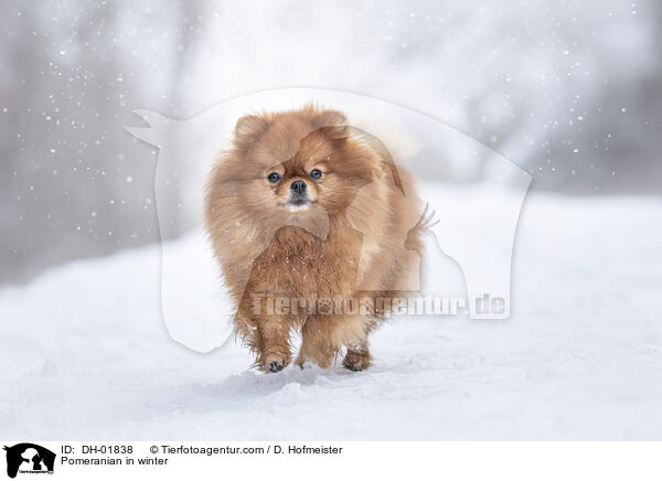 Zwergspitz im Winter / Pomeranian in winter / DH-01838