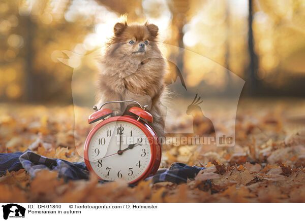 Zwergspitz im Herbst / Pomeranian in autumn / DH-01840
