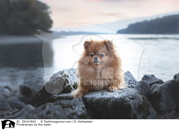 Zwergspitz am Wasser / Pomeranian by the water / DH-01843