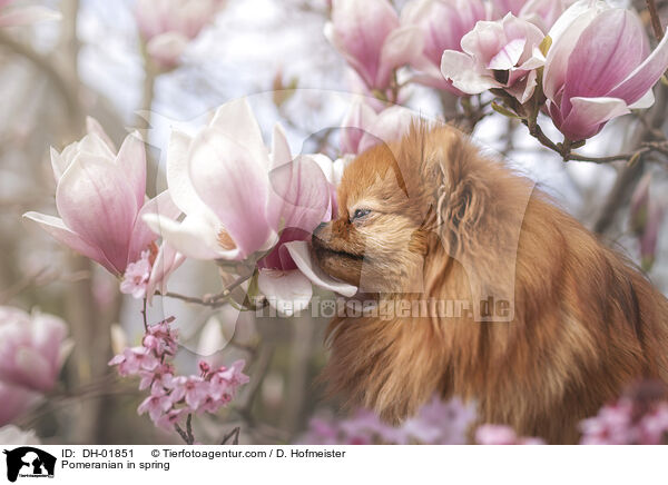 Zwergspitz im Frhling / Pomeranian in spring / DH-01851