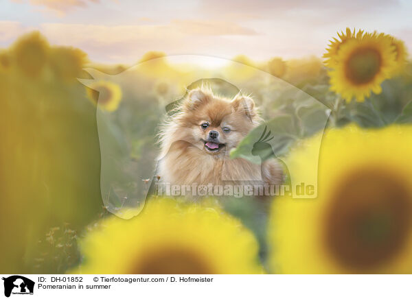 Zwergspitz im Sommer / Pomeranian in summer / DH-01852