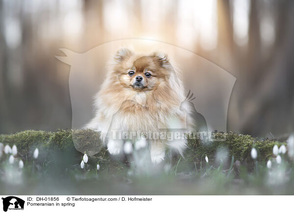 Zwergspitz im Frhling / Pomeranian in spring / DH-01856