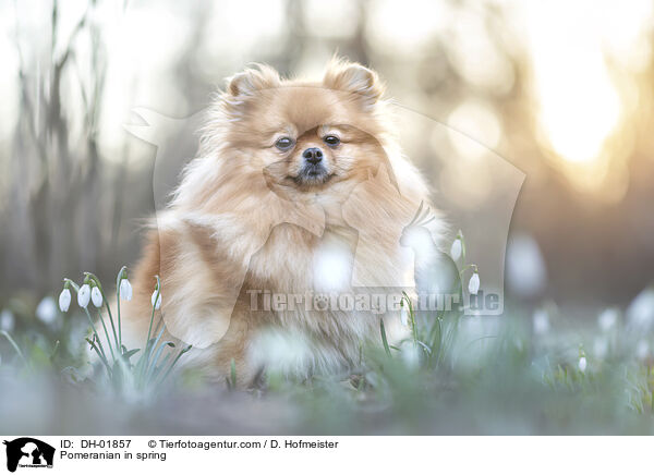Zwergspitz im Frhling / Pomeranian in spring / DH-01857