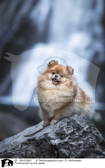 Zwergspitz am Wasser / Pomeranian by the water / DH-01861