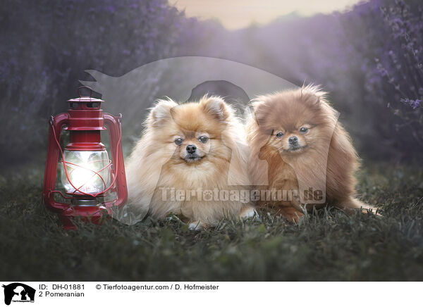 2 Pomeranian / DH-01881