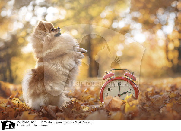 Zwergspitz im Herbst / Pomeranian in autumn / DH-01904