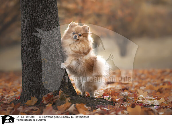 Zwergspitz im Herbst / Pomeranian in autumn / DH-01908