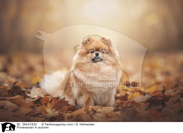 Zwergspitz im Herbst / Pomeranian in autumn / DH-01932