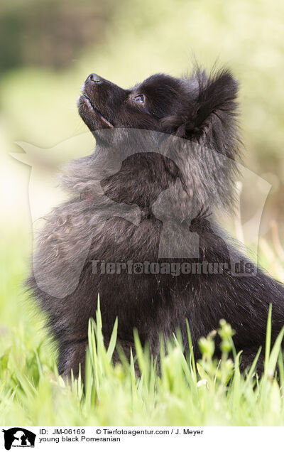 junger schwarzer Zwergspitz / young black Pomeranian / JM-06169