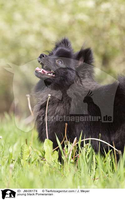 junger schwarzer Zwergspitz / young black Pomeranian / JM-06174