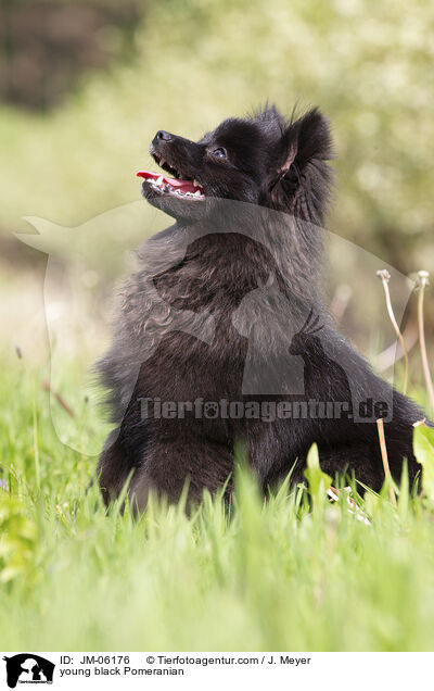 junger schwarzer Zwergspitz / young black Pomeranian / JM-06176