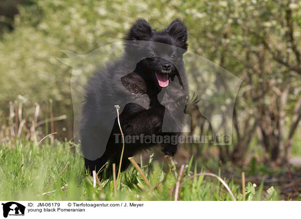 junger schwarzer Zwergspitz / young black Pomeranian / JM-06179
