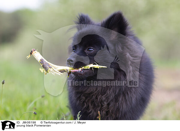 junger schwarzer Zwergspitz / young black Pomeranian / JM-06198
