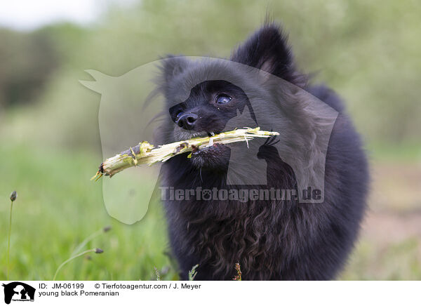 junger schwarzer Zwergspitz / young black Pomeranian / JM-06199