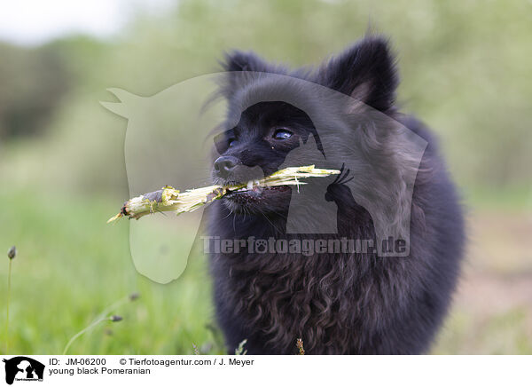 junger schwarzer Zwergspitz / young black Pomeranian / JM-06200