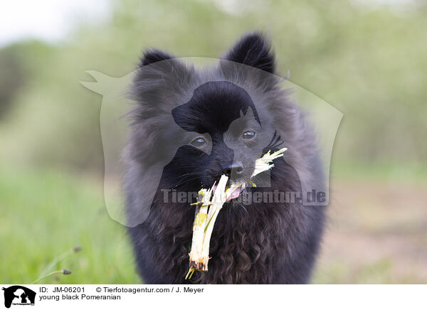 junger schwarzer Zwergspitz / young black Pomeranian / JM-06201