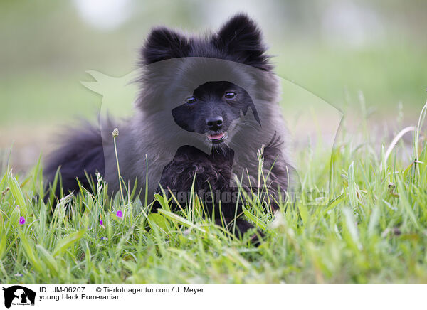 junger schwarzer Zwergspitz / young black Pomeranian / JM-06207