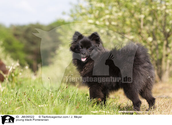 junger schwarzer Zwergspitz / young black Pomeranian / JM-06522