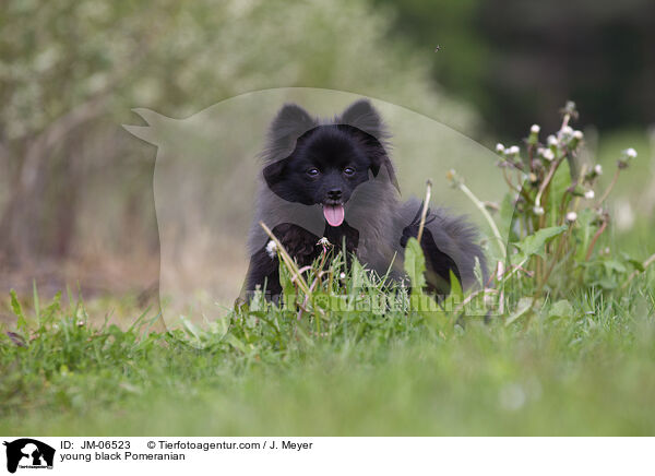 junger schwarzer Zwergspitz / young black Pomeranian / JM-06523