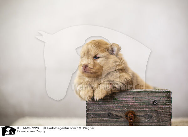Zwergspitz Welpe / Pomeranian Puppy / MW-27223
