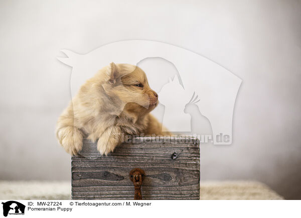 Zwergspitz Welpe / Pomeranian Puppy / MW-27224