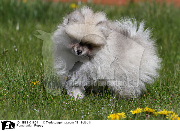 Zwergspitz Welpe / Pomeranian Puppy / BES-01854