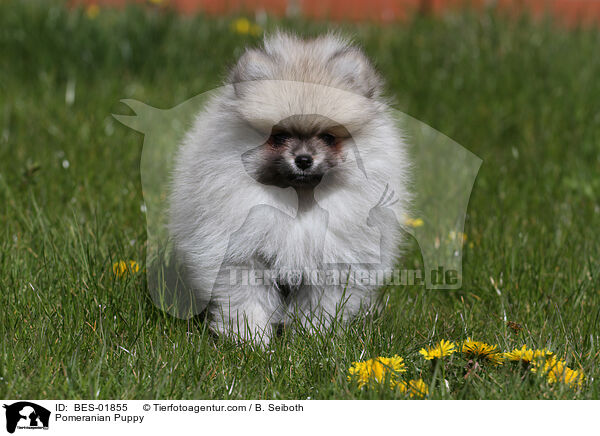 Zwergspitz Welpe / Pomeranian Puppy / BES-01855