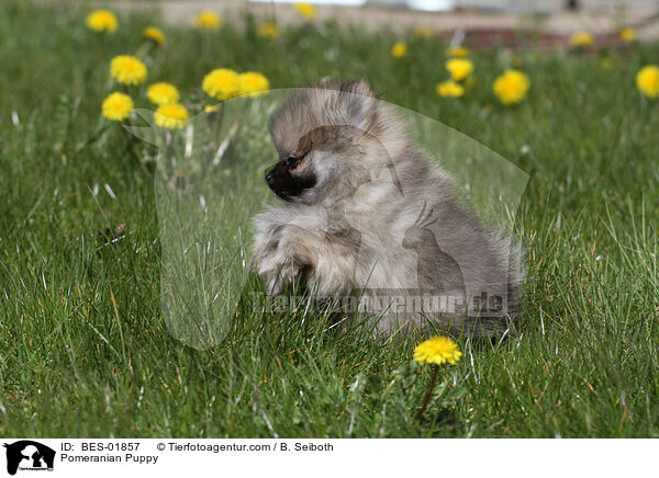 Zwergspitz Welpe / Pomeranian Puppy / BES-01857
