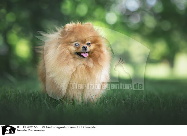 Zwergspitz Hndin / female Pomeranian / DH-02155