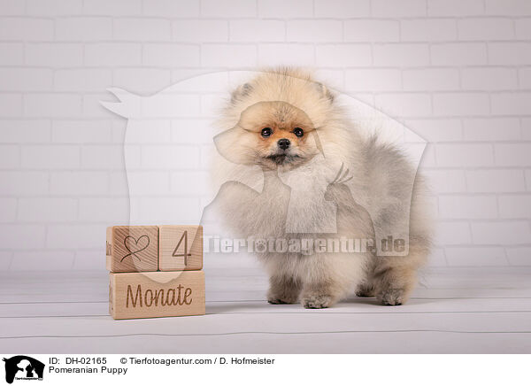 Zwergspitz Welpe / Pomeranian Puppy / DH-02165