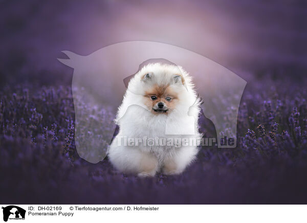 Pomeranian Puppy / DH-02169