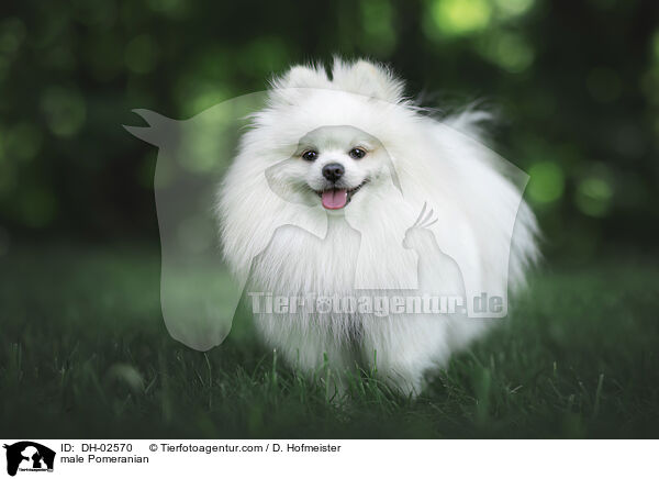 Zwergspitz Rde / male Pomeranian / DH-02570