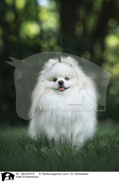 Zwergspitz Rde / male Pomeranian / DH-02572