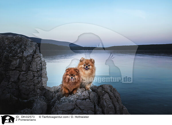 2 Zwergspitze / 2 Pomeranians / DH-02573