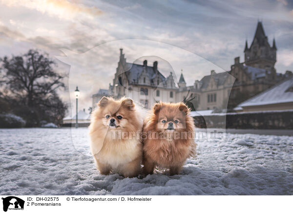 2 Zwergspitze / 2 Pomeranians / DH-02575