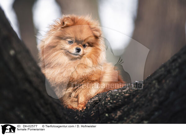 Zwergspitz Hndin / female Pomeranian / DH-02577