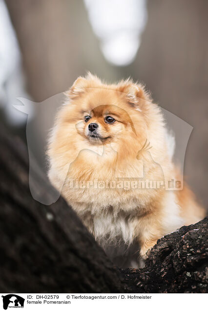 Zwergspitz Hndin / female Pomeranian / DH-02579