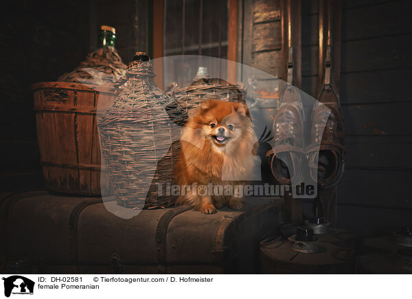 Zwergspitz Hndin / female Pomeranian / DH-02581