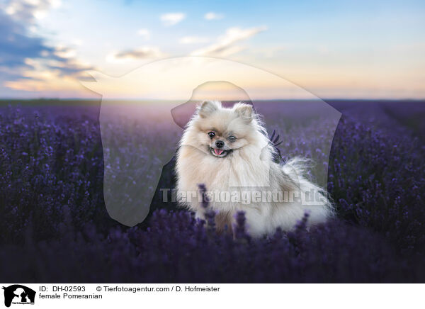 Zwergspitz Hndin / female Pomeranian / DH-02593