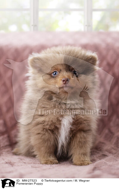 Zwergspitz Welpe / Pomeranian Puppy / MW-27523