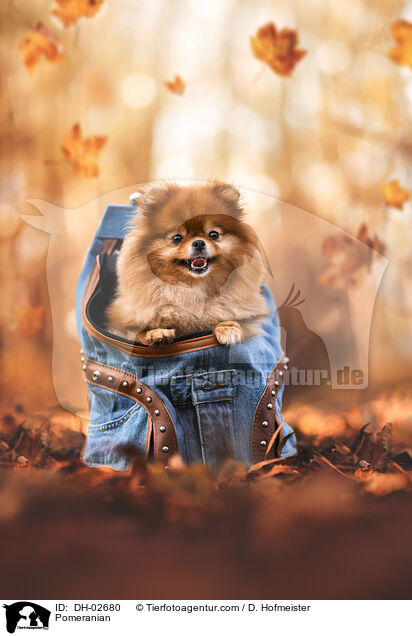 Zwergspitz / Pomeranian / DH-02680