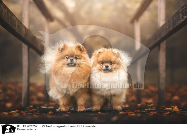 Zwergspitze / Pomeranians / DH-02757