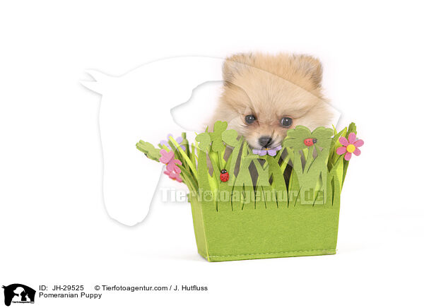 Zwergspitz Welpe / Pomeranian Puppy / JH-29525