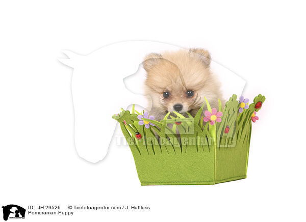 Zwergspitz Welpe / Pomeranian Puppy / JH-29526