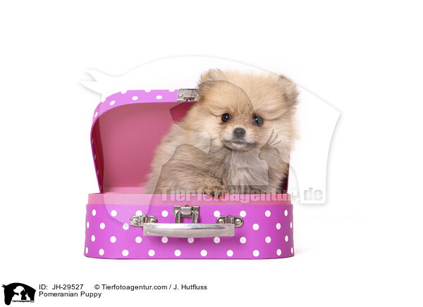 Zwergspitz Welpe / Pomeranian Puppy / JH-29527