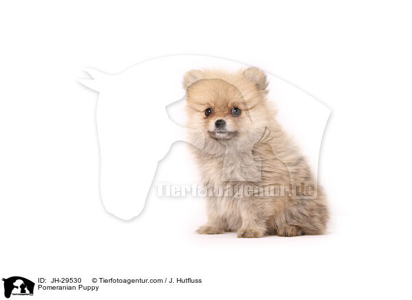 Zwergspitz Welpe / Pomeranian Puppy / JH-29530