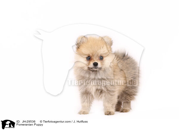 Pomeranian Puppy / JH-29536